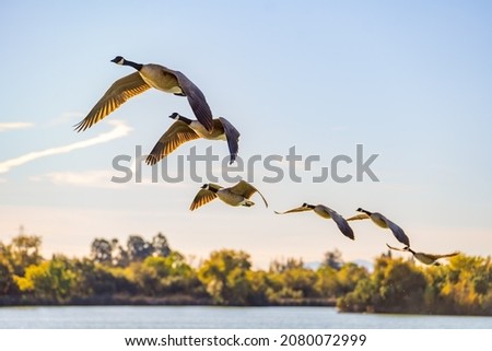 A flock of Canadian geese flying in the sky. 