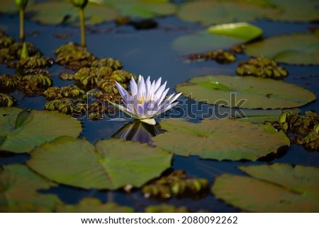 Single white lotus or water lily flowers floating on water