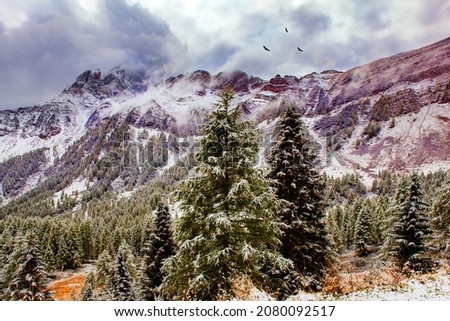 First snow on mountain peaks - Passo Rolle. The picturesque pass in the Dolomites. The spruces and pines are covered with the first snow. Flock of eagles soars over the forest. Italian Alps. 