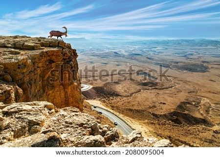Magnificent Sinai Ibex with long curved horns on a steep cliff. "Makhtesh Ramon" Crater Ramon. Makhtesh Ramon in the Negev Desert declared a Geological Reserve. Israel.  Royalty-Free Stock Photo #2080095004