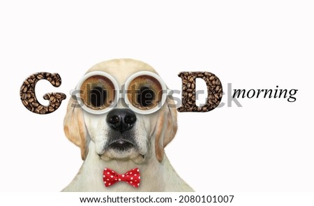 A dog labrador in a bow tie wears cup coffee shaped glasses. Good morning. White background. Isolated.