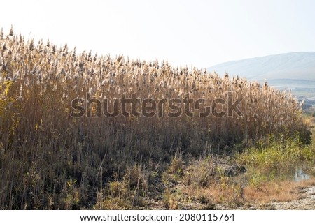 Dry plants and harvest field during sunset, orange and golden autumn colors, nature background