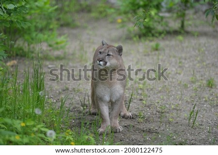 canadian cougar at the zoo