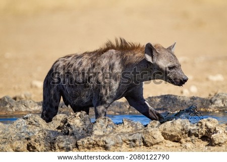 Spotted Hyena cooling down in a waterhole in the Kgalagadi in South Africa