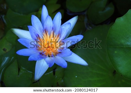 Blooming blue lotus flower with leaves background