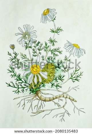 chamomile chemist's illustration of a botanist. wildflowers daisies on a white background. 