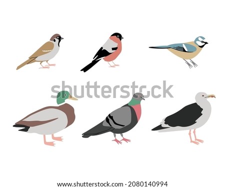 Vector color hand drawn city birds illustration set. Bullfinch, duck, tit bird, pigeon, seagull and sparrow. Isolated on white background.