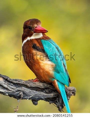 White throated or breasted kingfisher bird portrait in natural green background during winter season at keoladeo national park or bharatpur bird sanctuary rajasthan india - halcyon smyrnensis Royalty-Free Stock Photo #2080141255