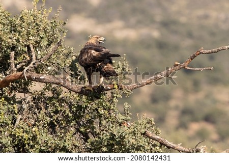 Male golden eagle in a mountain forest of oak and pine trees with the first light of day