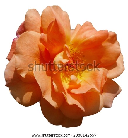 Rosa 'Abraham Darby'
Large, showy flower-shaped roses are apricot pink. It ranges from a light apricot pink inside. and pale yellow outside
Picture of flowers in the middle of a white background