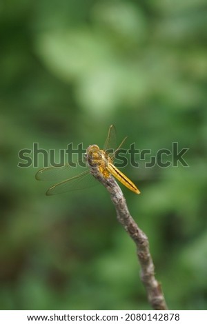 Dragonfly Photography, Macro photo, wildlife