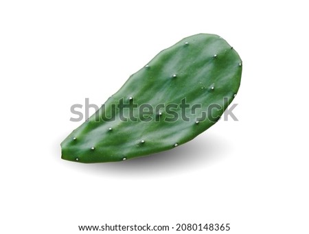 Cactus  leaf isolated on white background. This has clipping path.                 Royalty-Free Stock Photo #2080148365