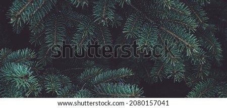 Beautiful Christmas banner Background with green fir tree brunch close up. Copy space, trendy moody dark toned design. Vintage December wallpaper. Natural winter holiday forest backdrop