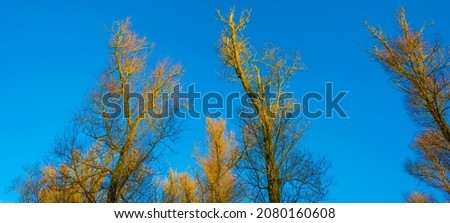 Foliage of a forest in wetland in autumn leaf colors in bright sunlight at sunrise in autumn, Almere, Flevoland, The Netherlands, November 22, 2021