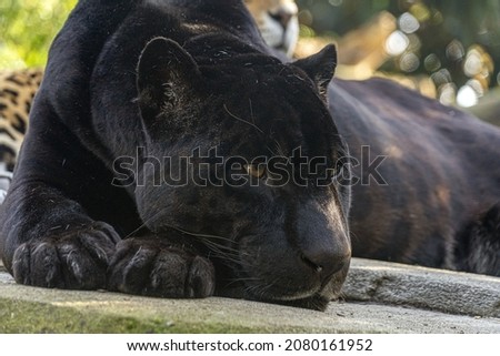 black panther close up eye contact portrait
