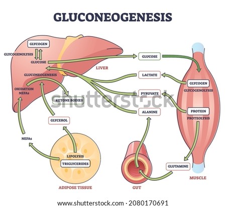 Gluconeogenesis GNG metabolic pathway for glucose generation outline diagram. Labeled educational scheme with liver, muscle, gut and adipose tissue chemical synthesis interaction vector illustration. Royalty-Free Stock Photo #2080170691