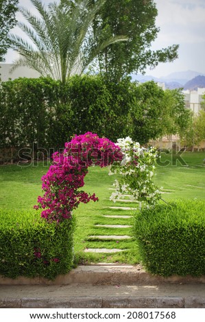 Arch of flowers bougainvillaea on a green glade
