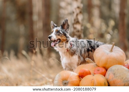 Dog in Halloween with pumpkin. Autumn  Hollidays and celebration. Border Collie dog