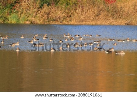 wild geese on the lake near Danube river in Germany