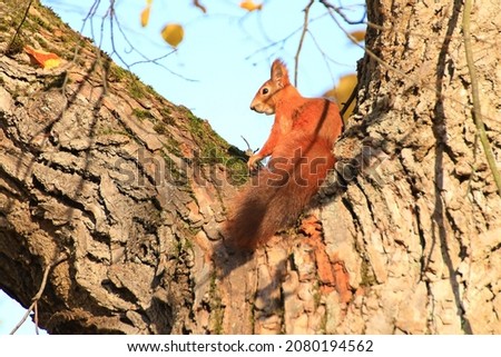 Portrait of Eurasian red squirrel climbing on tree in the park