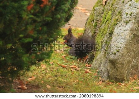 european red squirrel eating nuts in the park