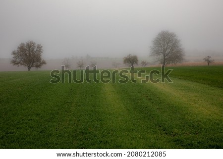 View of a green field in the fog and some trees in the background