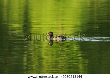 wild ducks on the lake near danube river in Germany
