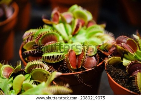 Dionaea muscipula blooming in a pot at home.