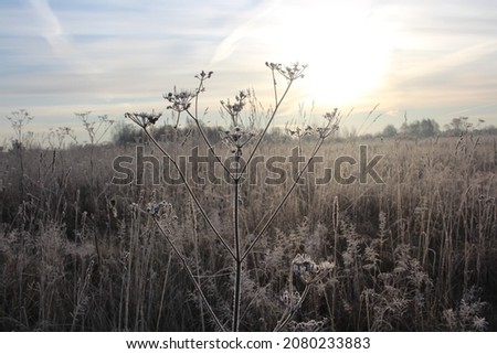 frost from snow on grass branches in autumn