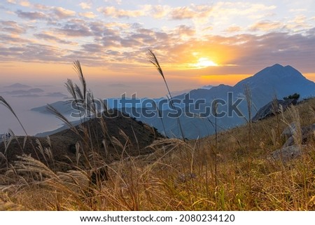 sunset over field of Imperata cylindrica, or cogongrass or kunai grass at Sunset Peak or Tai Tung Shan in Lantau Island, Hong Kong