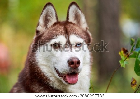 Purebred Siberian Husky dog sticking out tongue, blurred green natural background. Friendly happy Siberian Husky portrait with brown and white fur. Dog walking, love for pets and friendship concept