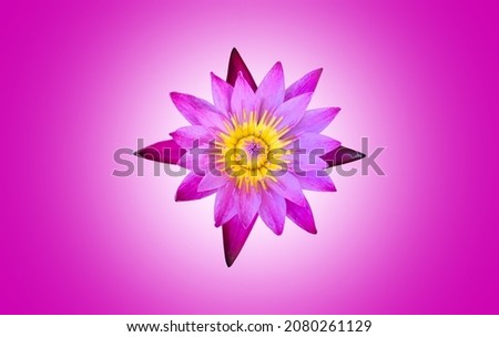 Isolated a pink  single waterlily or lotus flower with clipping paths.