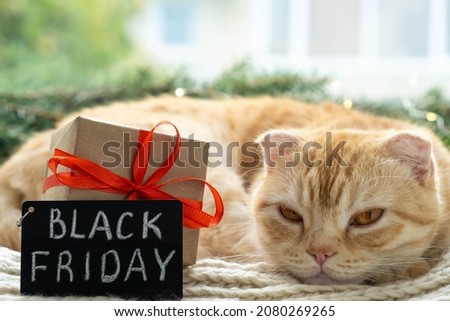 Black Friday big sale promotional sign with adorable tabby cat and gift on Christmas background. Cute Scottish fold relaxing in festive room and looking at camera. Pet and holiday shopping.