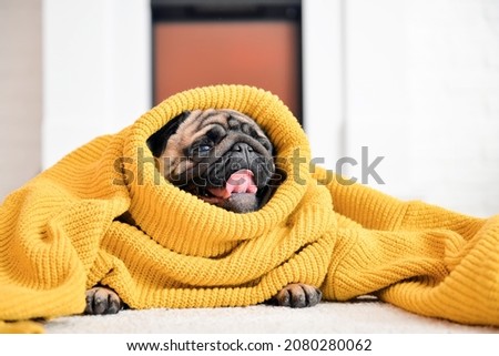 Cute pug dog in warm sweater at home. Concept of heating season