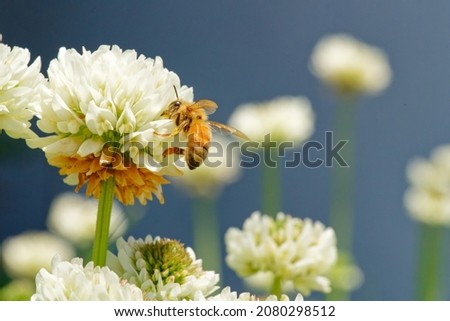 White clover flowers and bees