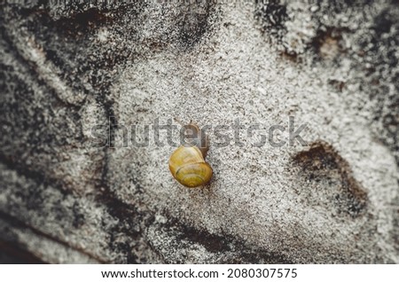 Brown snail crawls on  old stone.