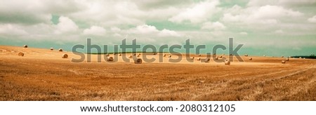 round bales of dry straw on agricultural land. banner