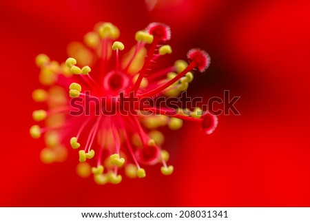 red hibiscus flower close up