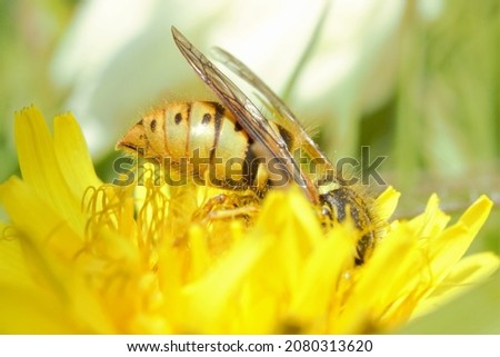 A Common Wasp (Vespula vulgaris) feeding from a Dandelion flower.