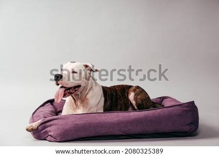 American Staffordshire terrier lies on his bed. Dog portrait. Dog photography. Happy dog.