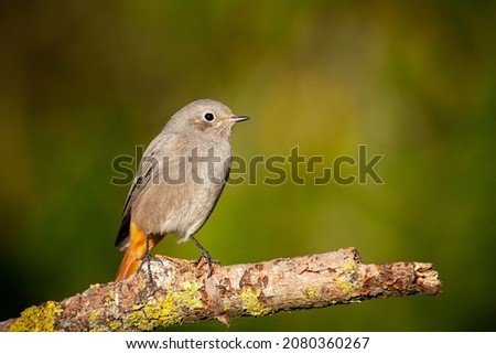 Immature European black redstart.The picture was taken in Central Russia.