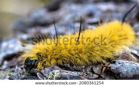 American Dagger Moth Caterpillar (Acronicta americana) on ground Royalty-Free Stock Photo #2080361254