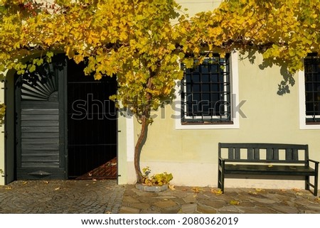 Vine growing on a house in Weissenkirchen Wachau (Austria) on a sunny day in autumn, bench
