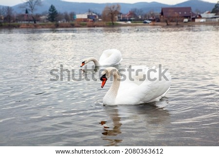 White swans on the lake near the city of Goryachy Klyuch