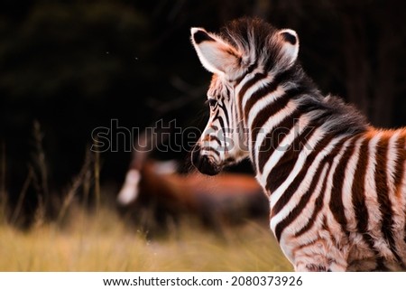 Beautiful young zebra side view 