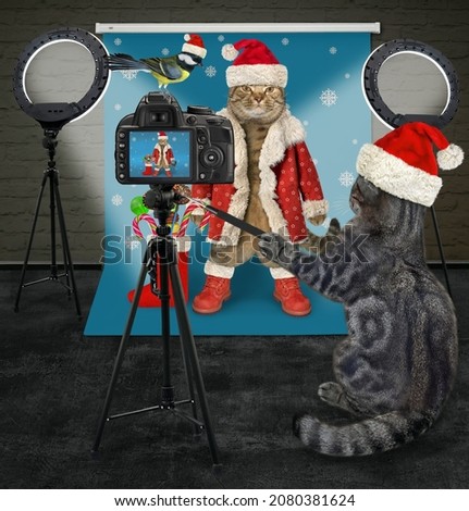 A gray cat in a Santa Claus hat photographer takes pictures a beige cat in the photo studio for Christmas.