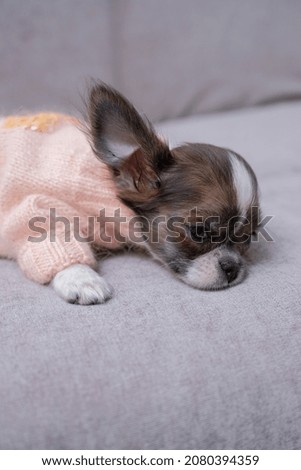 Handsome, funny, chihuahua puppy in pink knitted clothes.