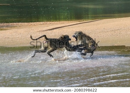 baboons fighting in the riverbed