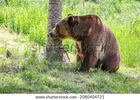 The grizzly bear is also known as the North American brown bear or simply grizzly. It's a population or subspecies of the brown bear inhabiting North America. 