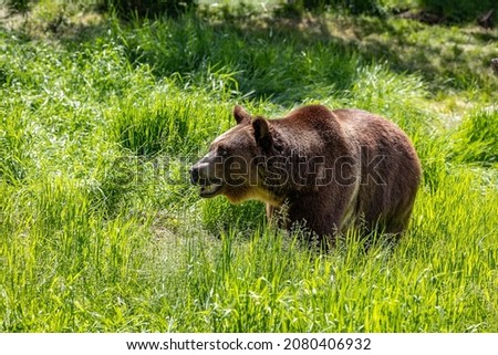 The grizzly bear is also known as the North American brown bear or simply grizzly. It's a population or subspecies of the brown bear inhabiting North America.